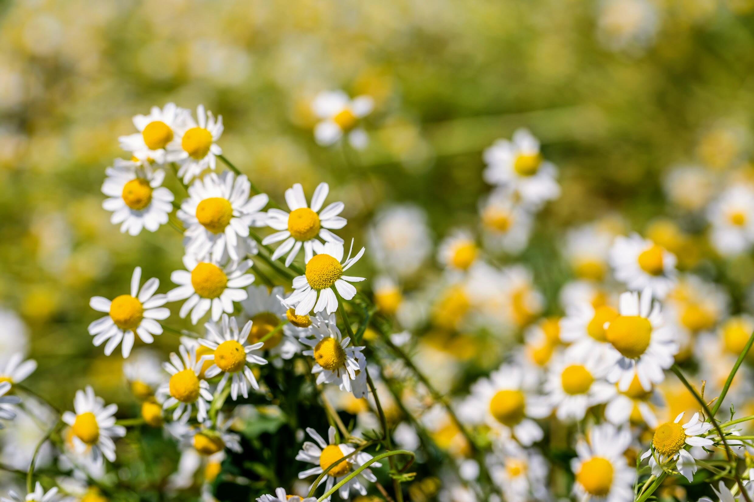 kl_chamomile_active-ingredient_field_plant_2019 -63-
